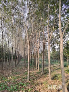 15公分白蜡