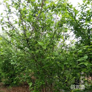 高度250厘米丛生蜡梅