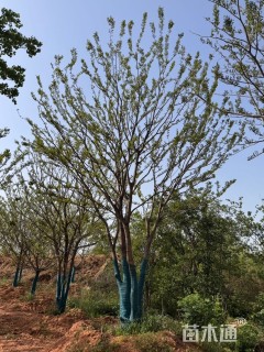 70公分(5杆)丛生朴树