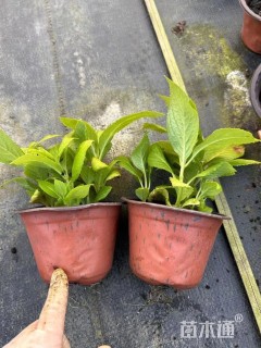 高度10厘米无尽夏绣球