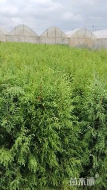 高度80厘米西藏柏木