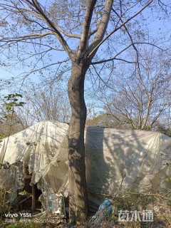 高度300厘米龙柏柱