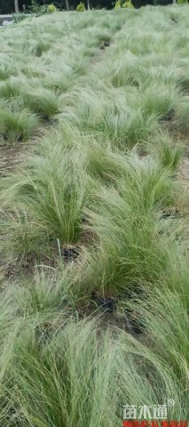 高度45厘米墨西哥羽毛草