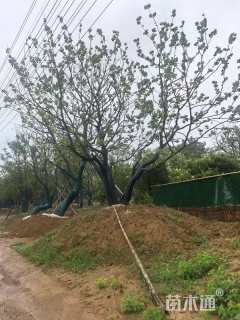 80公分丛生乌桕