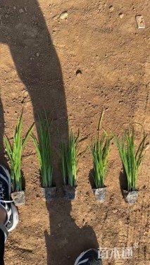 高度30厘米西伯利亚鸢尾