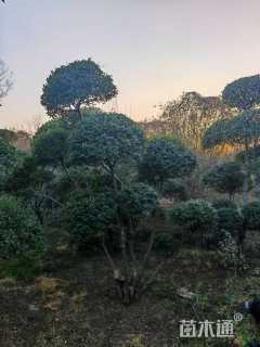 高度250厘米小叶女贞