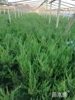 高度40厘米小龙柏