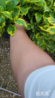 高度20厘米假连翘