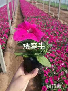 矮牵牛