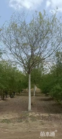 6公分(3杆)丛生朴树