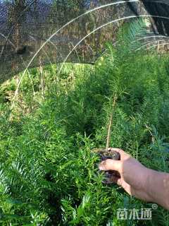 高度30厘米红豆杉小苗