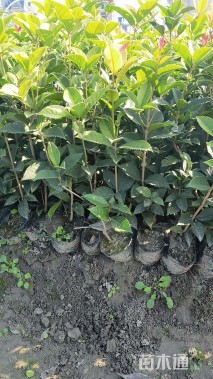 高度25厘米五彩桂花