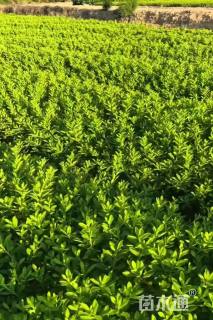 高度30厘米杜鹃