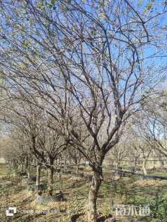 高度500厘米金银木