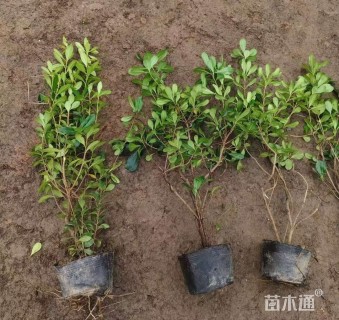 高度20厘米海桐