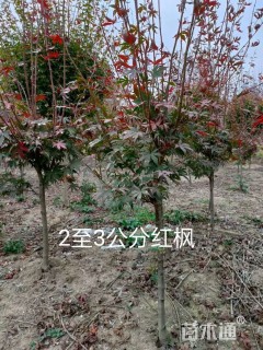 2公分红枫