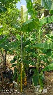高度100厘米芭蕉