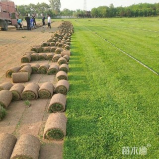 草卷状马尼拉草