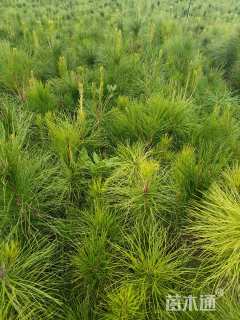 高度50厘米马尾松