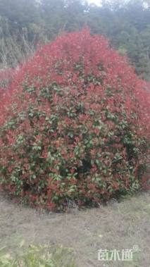 冠幅300厘米红叶石楠球