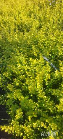 高度50厘米金叶女贞