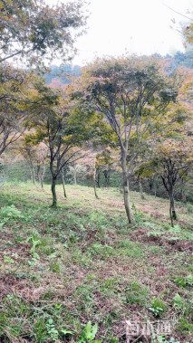 12公分红枫