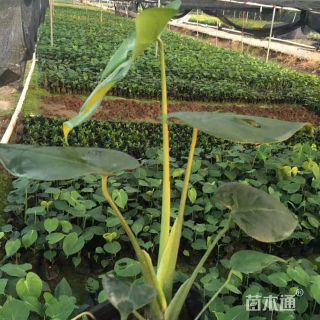 10厘米龟背竹