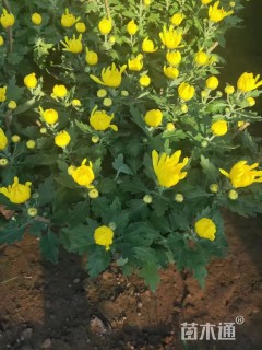 高度40厘米野菊