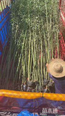 地栽苗刚竹