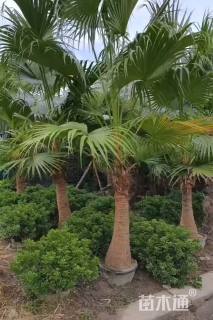 裸干高100厘米蒲葵