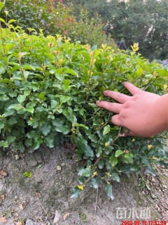 高度20厘米金禾女贞