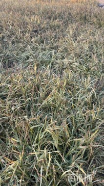 高度15厘米金边麦冬