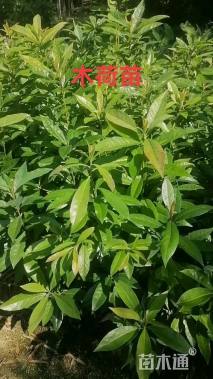 高度30厘米木荷小苗