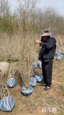 高度150厘米丛生木槿