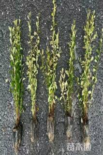 高度30厘米小丑火棘小苗