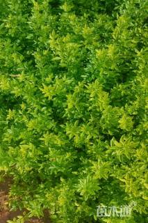 高度40厘米云南黄馨