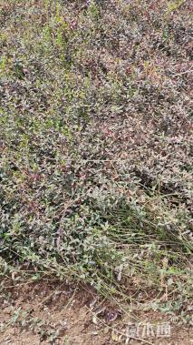 40厘米小叶扶芳藤