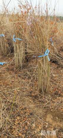 高度180厘米华北连翘