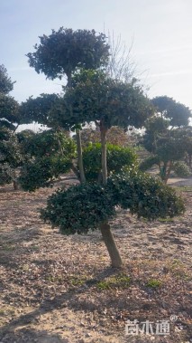 高度280厘米卫矛