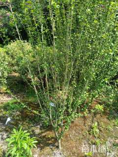 高度200厘米丛生木槿