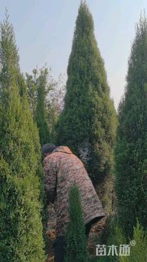 高度300厘米塔柏