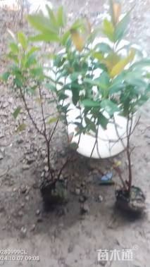 高度40厘米金丝桃