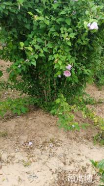 高度280厘米丛生木槿