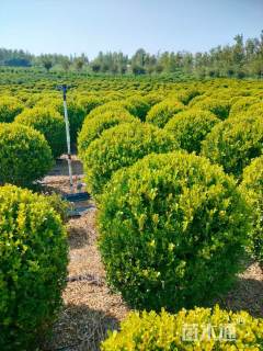 冠幅65厘米小叶黄杨球