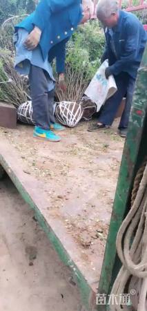 高度100厘米紫叶小檗