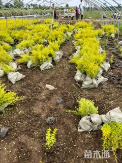 大杯苗亮晶女贞小苗