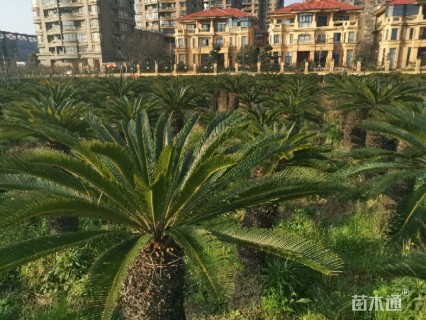 铁树