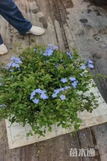 高度40厘米蓝雪花