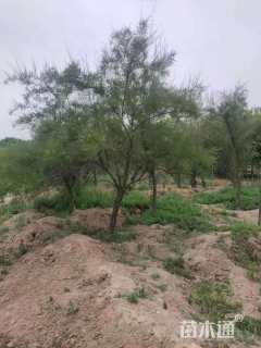 高度250厘米柽柳