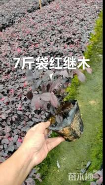 高度25厘米红花继木